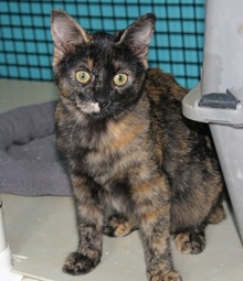 [picture of Xena, a Domestic Short Hair tortoiseshell\ cat] 