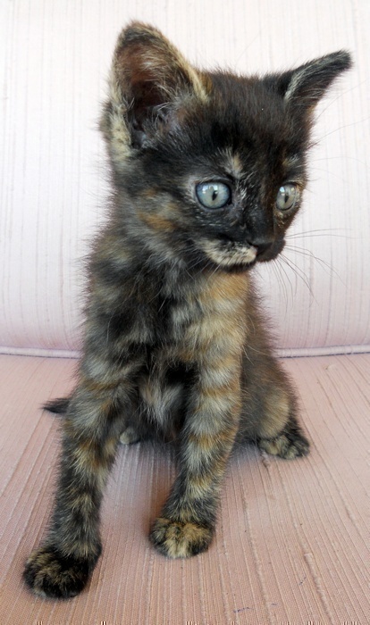 [picture of Yuna, a Domestic Short Hair tortoiseshell\ cat] 