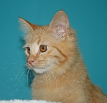 [another picture of Saki, a Domestic Long Hair orange\ cat] 
