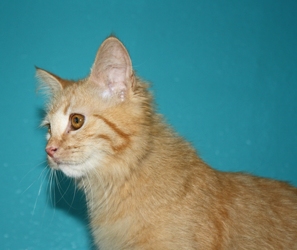 [picture of Saki, a Domestic Long Hair orange cat]