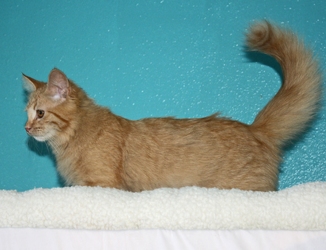 [picture of Saki, a Domestic Long Hair orange cat]