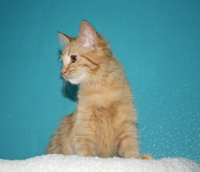 [picture of Saki, a Domestic Long Hair orange cat]