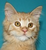 [picture of Saki, a Domestic Long Hair orange cat]
