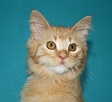 [picture of Saki, a Domestic Long Hair orange\ cat] 