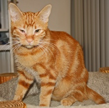 [another picture of Rupert, a Domestic Short Hair orange\ cat] 