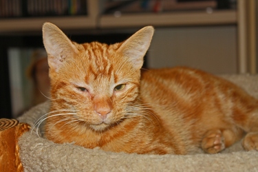 [picture of Rupert, a Domestic Short Hair orange cat]