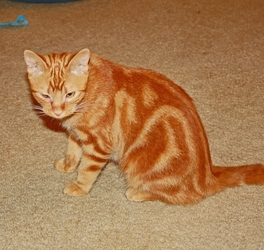 [picture of Rupert, a Domestic Short Hair orange cat]