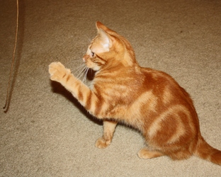 [picture of Rupert, a Domestic Short Hair orange cat]