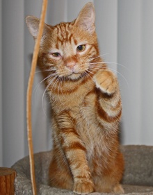 [picture of Rupert, a Domestic Short Hair orange\ cat] 
