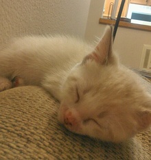 [another picture of Snow, a Siamese/Domestic Short Hair-x lynxpoint\ cat] 