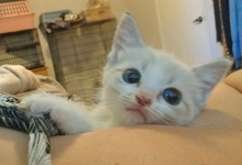 [picture of Snow, a Siamese/Domestic Short Hair-x lynxpoint cat]
