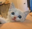 [picture of Snow, a Siamese/Domestic Short Hair-x lynxpoint cat]