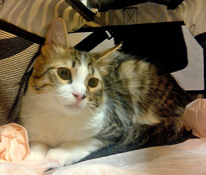 [picture of Snow, a Siamese/Domestic Short Hair-x lynxpoint cat]