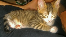 [another picture of Zorro, a Domestic Short Hair brown tabby/white\ cat] 