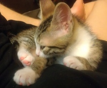 [picture of Zorro, a Domestic Short Hair brown tabby/white\ cat] 