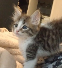 [another picture of Ralph, a Domestic Long Hair brown tabby/white\ cat] 