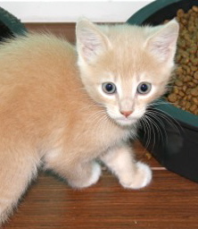 [picture of Kosumi, a Domestic Short Hair buff with white\ cat] 