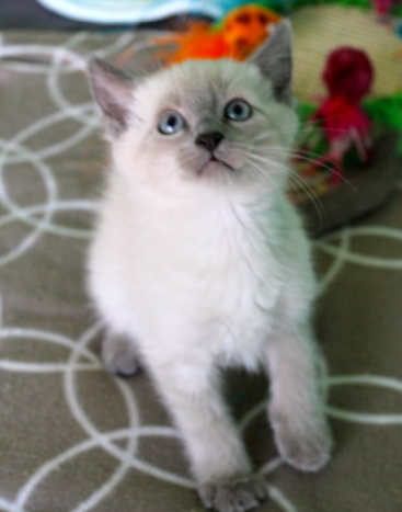 [picture of Cookies, a Domestic Short Hair blue point\ cat] 