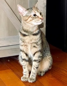 [another picture of Scarlett, a Domestic Short Hair tortie\ cat] 