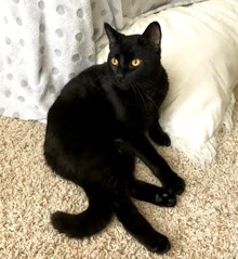 [another picture of Blackjack, a Domestic Short Hair black\ cat] 