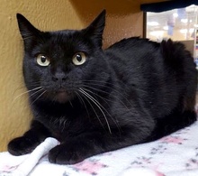 [another picture of Nigiri, a Domestic Medium Hair black\ cat] 