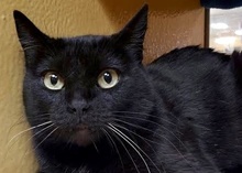 [picture of Nigiri, a Domestic Medium Hair black\ cat] 
