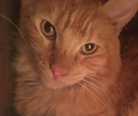 [picture of Matty, a Domestic Medium Hair red tabby\ cat] 