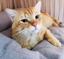 [picture of Willis, a Domestic Short Hair red tabby\ cat] 