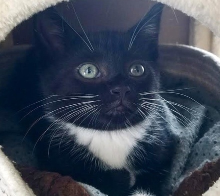 [picture of Sparky B, a Domestic Short Hair black/white\ cat] 