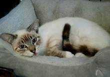 [another picture of Tres Leches, a Siamese Mix lynx point\ cat] 