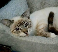 [picture of Tres Leches, a Siamese Mix lynx point\ cat] 