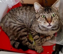 [another picture of Leonardo, a Domestic Short Hair brown tabby\ cat] 