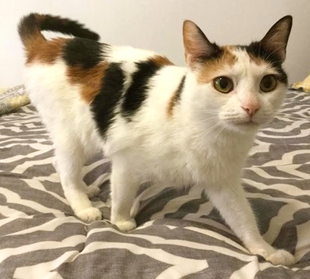 [picture of Gracie B, a Domestic Short Hair calico\ cat] 
