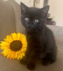 [another picture of Lucy B, a Domestic Short Hair black\ cat] 