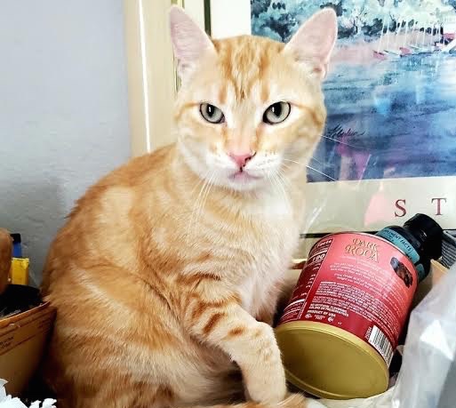[picture of Butterscotch, a Domestic Short Hair orange\ cat] 