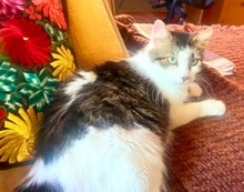 [picture of Coco B, a Domestic Long Hair black marble tabby/white\ cat] 
