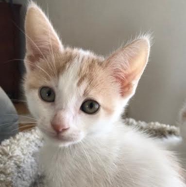 [picture of Peach, a Domestic Short Hair white/orange\ cat] 