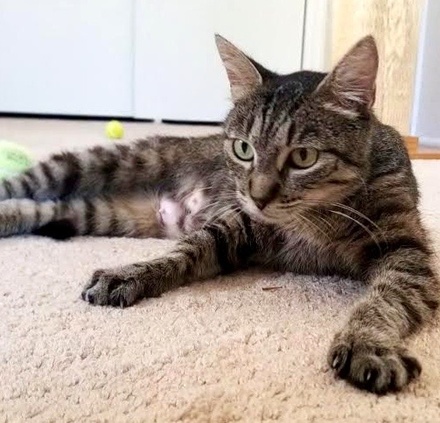 [picture of Sundae, a Domestic Short Hair brown tabby\ cat] 