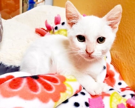[picture of Pipsqueak, a Domestic Short Hair white\ cat] 