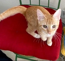 [another picture of Tangerine, a Domestic Short Hair orange\ cat] 