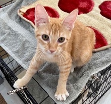 [picture of Tangerine, a Domestic Short Hair orange\ cat] 