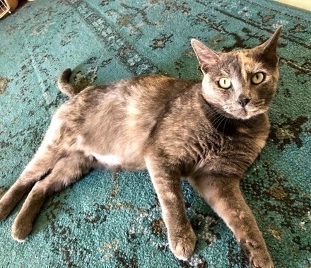 [picture of Penelepe B, a Domestic Short Hair dilute tortie\ cat] 