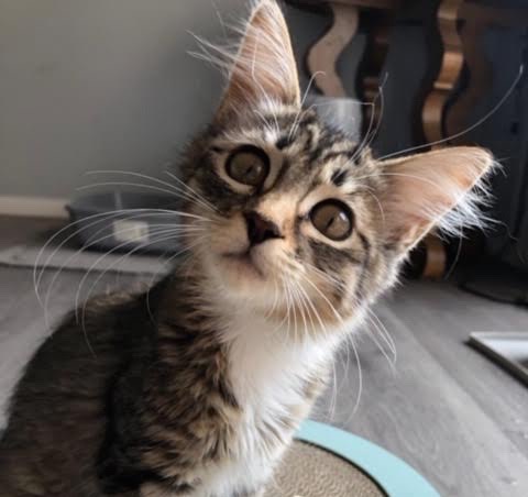 [picture of Blue B, a Domestic Long Hair brown tabby/white\ cat] 