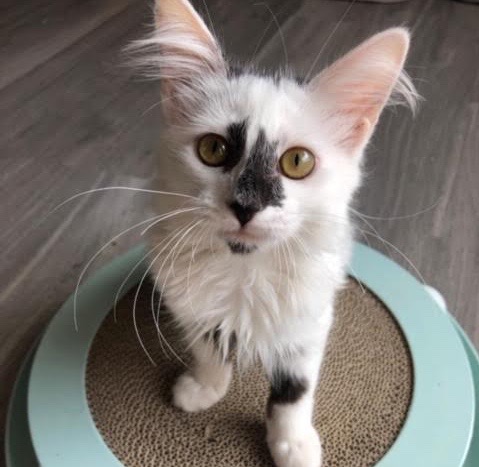 [picture of Parmesan, a Domestic Long Hair white/black\ cat] 