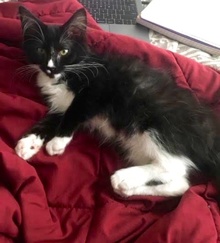 [another picture of Batman, a Domestic Long Hair black/white\ cat] 