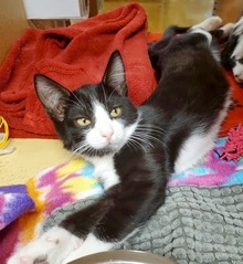 [another picture of Asiago, a Domestic Short Hair black/white\ cat] 