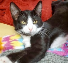 [picture of Asiago, a Domestic Short Hair black/white\ cat] 