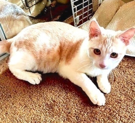 [picture of Reed, a Domestic Short Hair orange/white\ cat] 
