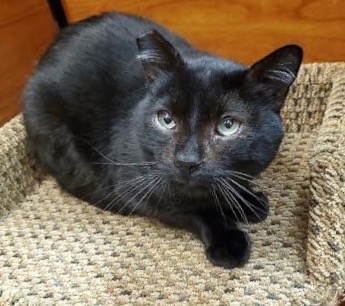[picture of Zachary, a Domestic Short Hair black\ cat] 