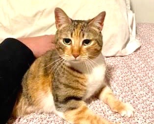 [picture of Polly Pocket, a Domestic Short Hair calico\ cat] 
